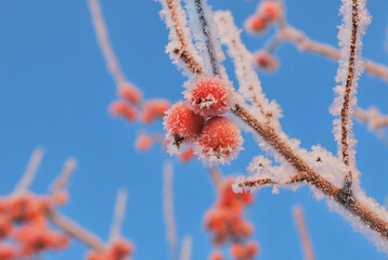 Small frozen apples