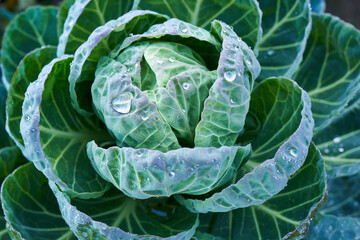 Rosenkohl auf dem Feld