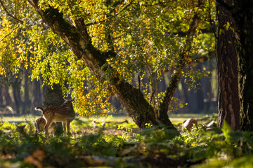 A herd of fallow deers in a forest during rutting season during the morning hours at a sunny day in autumn. © ms_pics_and_more