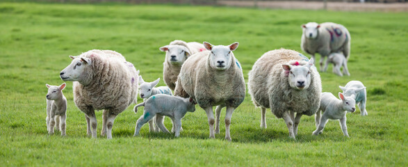 Sheep in field with lambs. Flock or herd of sheep on farm, UK