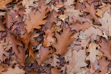 Jesienne liście leżące na ziemi w lesie  - obrazy, fototapety, plakaty
