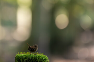 A wren songbird looking for food at a fence in a forest in Hanau, Hesse Germany at a sunny morning in autumn.