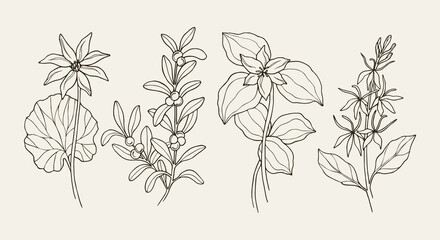 Set of bloodroot, red bearberry, trillium, cardinal flower