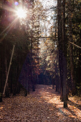 Leśna jesienna ścieżka w promieniach ciepłego słońca