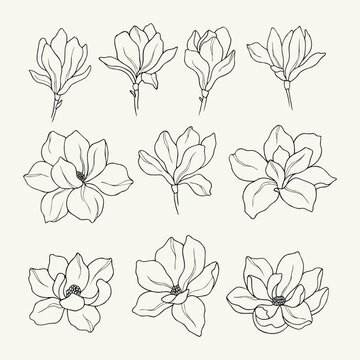 Set of hand drawn magnolia flowers