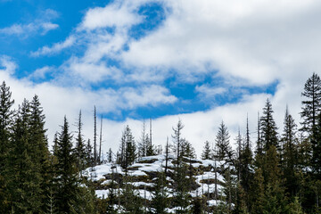 green forest on the mountain with blue sky and white clouds landscape