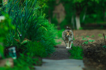 Fototapeta premium The village cat