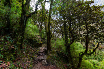 Stone footpath in fantastic green tropical jungle. Rainforest in Nepal, Himalaya