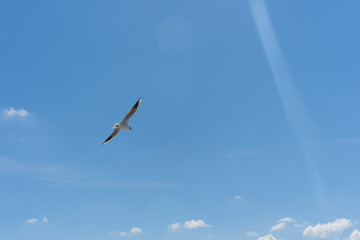 Möwe in holland