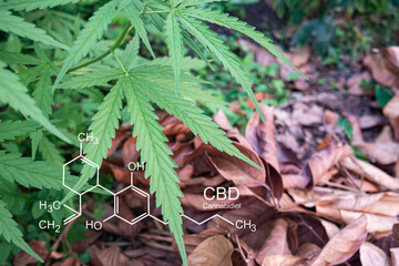 Cannabis plants growing at the outdoor farm. Photo with the formula CBD (cannabidiol). Close-up. Concept of cannabis plantation for medical and business