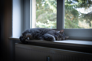 Katze schläft über der Heizung auf dem Fensterbrett