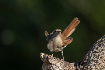 Nightingale on a branch facing the camera.