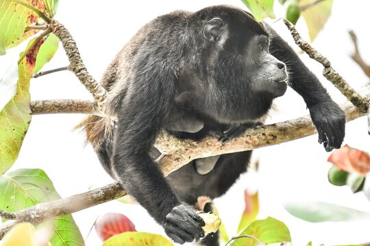 capuchin monkey primate , in Arenal Volcano area costa rica central america , digital image picture