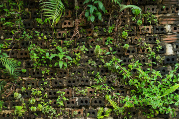 the wall and green mos looking and feels refreshed and relaxing at Monjam Chiangmai Thailand.