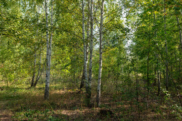 Forest with birches in summer.