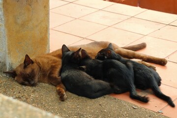 Soft focus of brown mother cat lying and nursing her black babies kittens. Animal and mother's day concept.