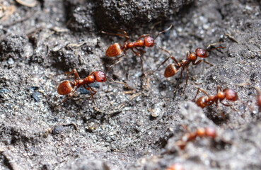 Red ants on the ground.