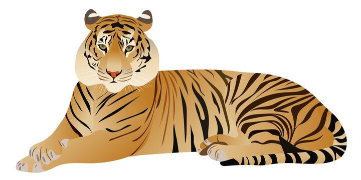 Tiger - realistic vector illustration, flat cartoon image of an animal. The symbol of 2022 New Year, a template on a white background to create a holiday card.