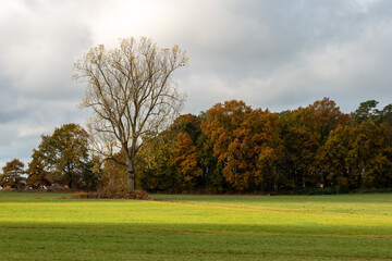 A field with tress in autumn colors and a blue, cloudy sky