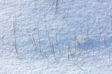 Dry grass in the snow in winter.