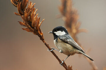 Obraz premium Coal tit, (Periparus ater) resting on a branch