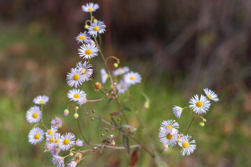 Autumn small Purple-stemmed aster in a clearing in the forest. Selective focus