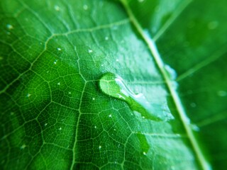 Colorful image of water drop on leaf. Macro photograph. Close up to object.