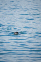 duck swimming in the water