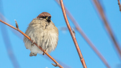 Portrait of a sparrow on a tree branch