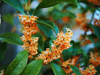 金木犀の甘い香り