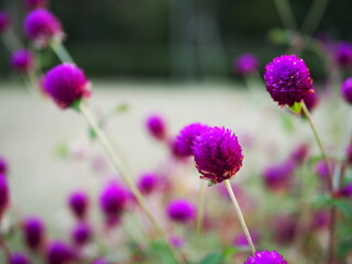 紫のエキノプスの花