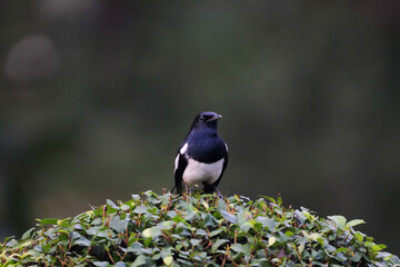 black capped kingfisher