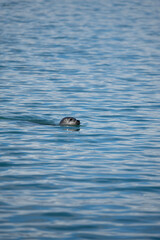 duck in water