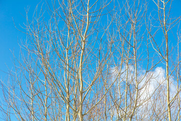 Bare branches on a tree against a blue sky.