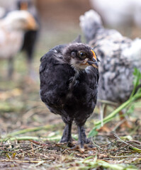 Portrait of a little chicken on the farm.