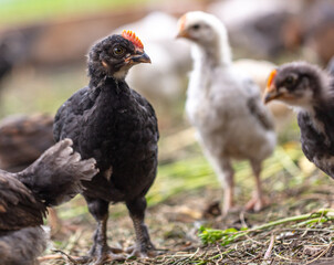 Portrait of a little chicken on the farm.