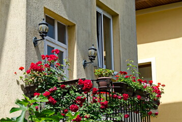 Fototapeta na wymiar Garden in the yard with flowering tall rose bushes, Sofia, Bulgaria 