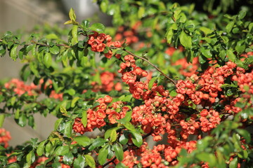 Obraz premium Red orange flowers on a quince bush. High quality photo