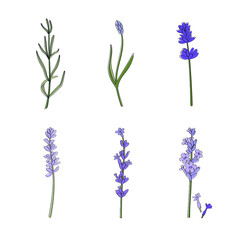 Naklejka premium lavender on white background from bud to full blossom