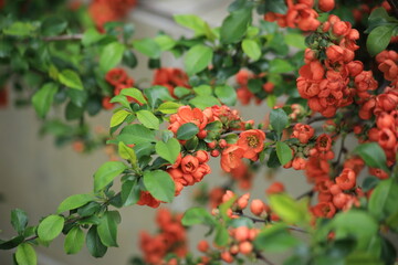 Red orange flowers on a quince bush in the garden. High quality photo