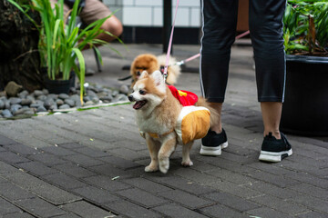 portrait of small dog on the street. cheerful little dog strolling on the busy street