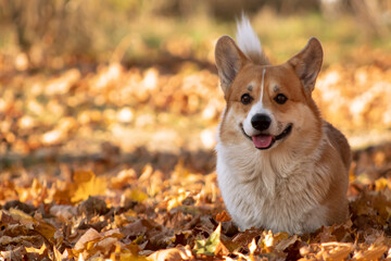 Adult welsh corgi pembroke male walking in the park in autumn and looking straight gaze.