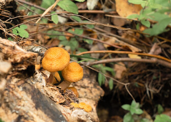 Two small mushrooms in the autumn forest. Selective focus