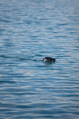 dolphin swimming in water