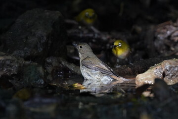 narcissus flycatcher is bathing in the forest