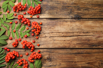 Fresh ripe rowan berries and green leaves on wooden table, flat lay. Space for text