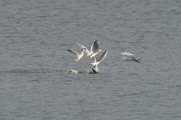 black headed gull hunts a fish