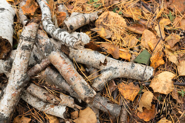 Autumn background with dry twigs and orange leaves. Nature concept