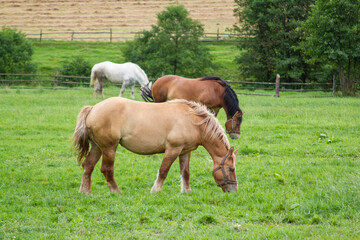 Obraz premium horses on the grass