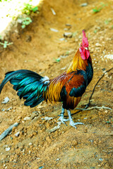 Thai bantam chickens stand gracefully on the ground.